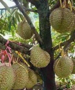 Bibit Durian Unggul Montong Superhasil Okulasi Tojo Una-Una
