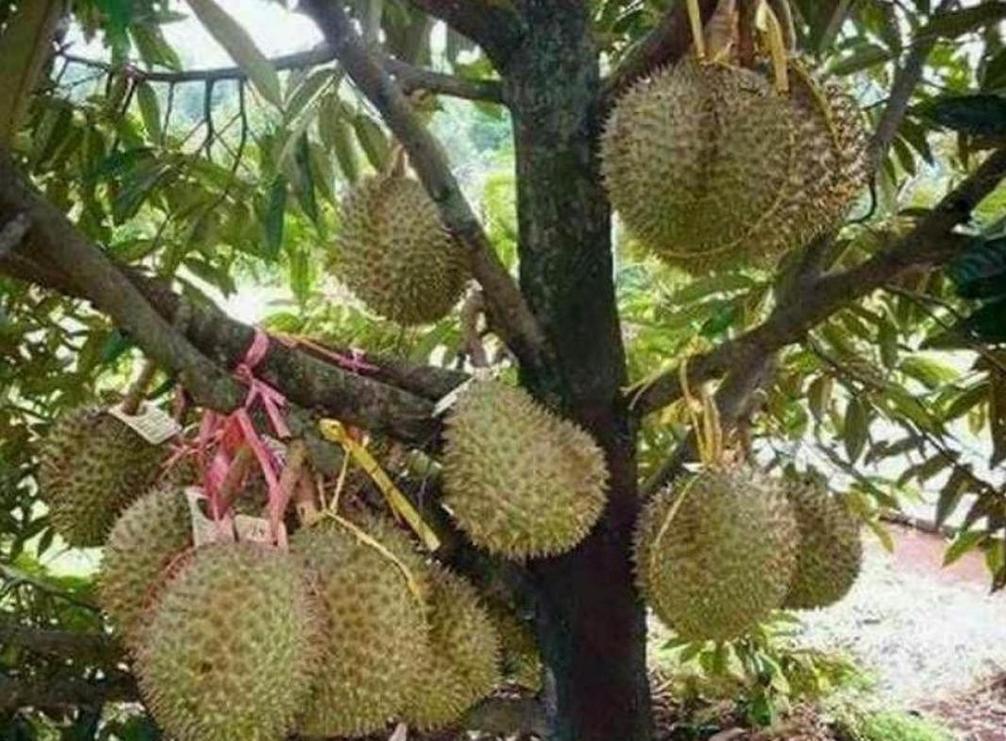 Gambar Produk Bibit Durian Unggul Montong Superhasil Okulasi Tojo Una-Una