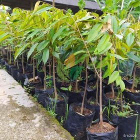 Bibit Durian Unggul Musang King Cepat Berbuah Ende