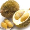 Bibit Durian Unggul Musang King Dari Stek Dan Murah Duren Musangking Brebes