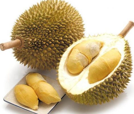 Bibit Durian Unggul Musang King Dari Stek Dan Murah Duren Musangking Brebes