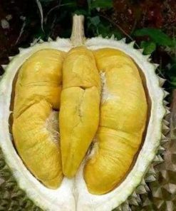 Bibit Durian Unggul Musangking Lebong