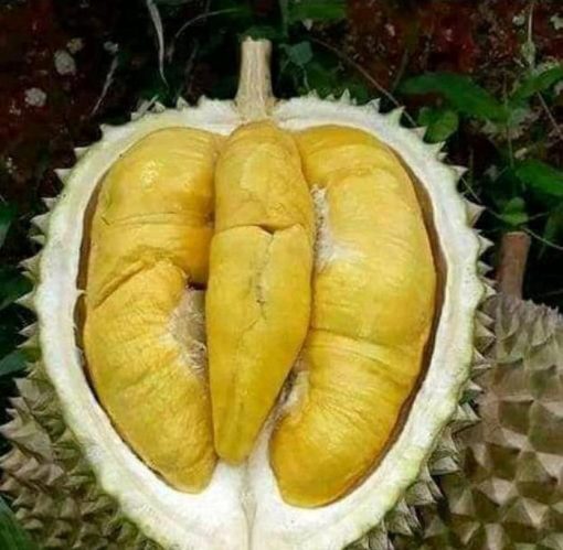 Bibit Durian Unggul Musangking Lebong