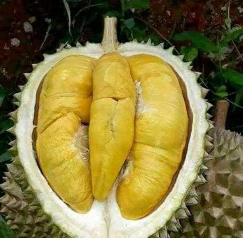 Gambar Produk Bibit Durian Unggul Musangking Lebong