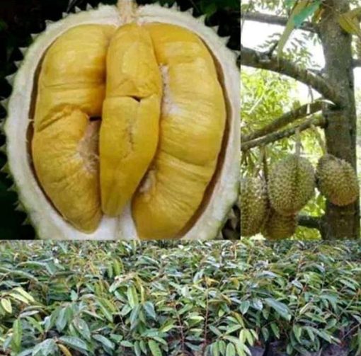 Bibit Durian Unggul Musangking Okulasi Jayawijaya