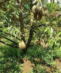 Bibit Durian Unggul Musangking Siap Berbuah Buol