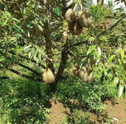 Bibit Durian Unggul Musangking Siap Berbuah Buol