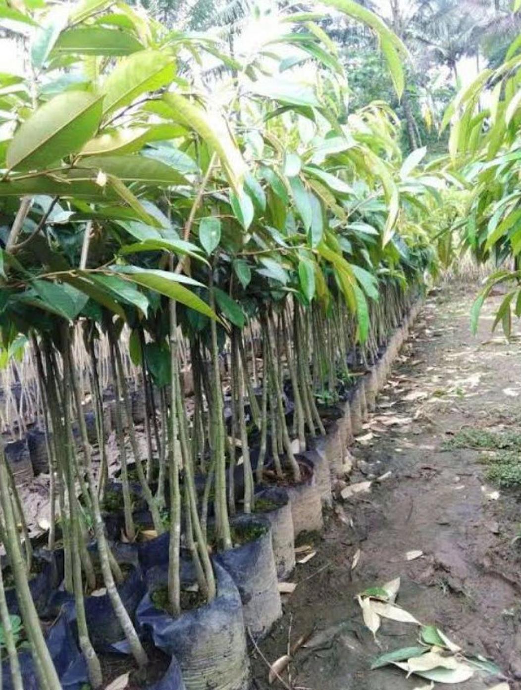 Gambar Produk Bibit Durian Unggul Musangking Siap Berbuah Gunung Kidul