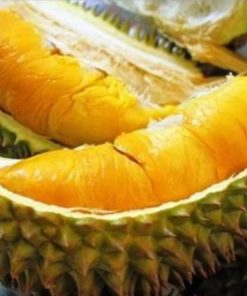 Bibit Durian Unggul Musangking Siap Berbuah Jayawijaya