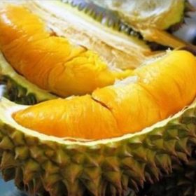 Bibit Durian Unggul Musangking Siap Berbuah Jayawijaya