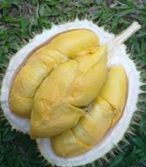 Bibit Durian Unggul Musangking Siap Berbuah Rejang Lebong