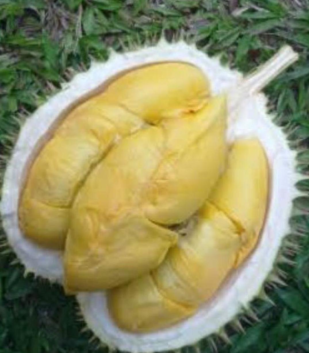 Gambar Produk Bibit Durian Unggul Musangking Siap Berbuah Rejang Lebong