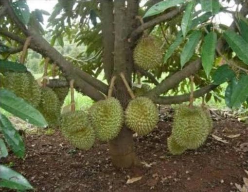 Bibit Durian Unggul Musangking Siap Berbuah Sabu Raijua