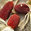 bibit jagung stroberi strawberry corn ninufarm original package Bandung