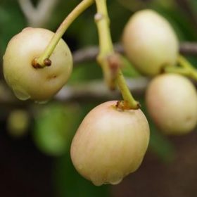 bibit jamblang putih duwet juwet murah Sulawesi Utara