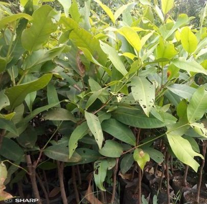 Bibit Jambu Air Bajang Leang Jumbo Dan Unggul Bangka Barat