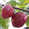bibit jambu air black diamond bibit tanaman buah unggul murah bergaransi Pekalongan