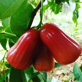Bibit Jambu Air Buah Dalhari Labuhan Batu