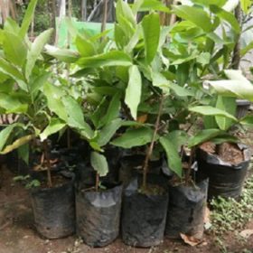 Bibit Jambu Air Buah Kesuma Merah Tanaman Berkualitas Dengan Bentuk Seperti Lonceng Bojonegoro