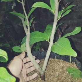 Bibit Jambu Air Cangkokan Madu Deli Cepat Berbuah Sumedang