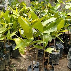 bibit jambu air cincalo buah krenyes sangat produktif Jakarta