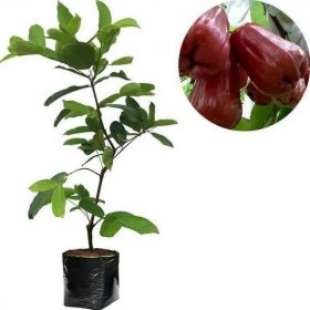 bibit jambu air citra jumbo okulasi cepat berbuah Banjarmasin