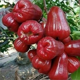 bibit jambu air citra muanis Maluku