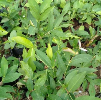 Bibit Jambu Air Dalhari Banyuwangi