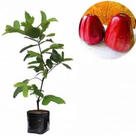 bibit jambu air dalhari okulasi Pekanbaru