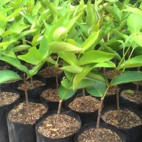 Bibit Jambu Air Dalhari Super Manis Gresik