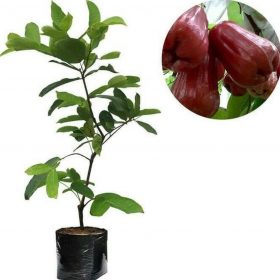 Bibit Jambu Air Diskon Citra Jumbo Okulasi Cepat Berbuah Halmahera Utara