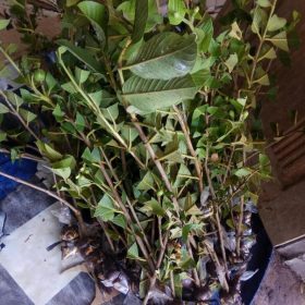 Bibit Jambu Air Fresh Cangkok Biji MaduSiu Mik Pa LaSiumik Pala Banjarmasin