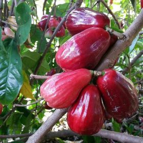 bibit jambu air jamaika bibit jambu dersono Bontang