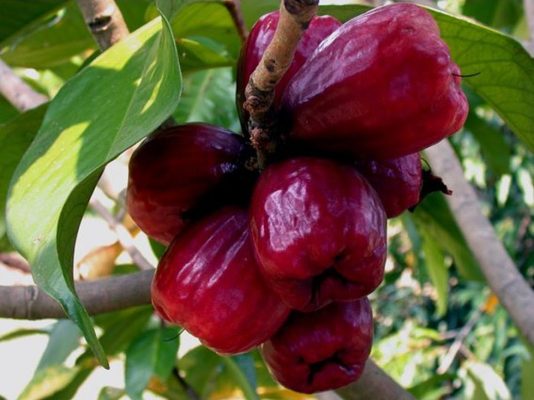 bibit jambu air jamaika Kalimantan Selatan