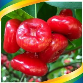 Bibit Jambu Air Kancing Hasil Okulasi Cepat Berbuah Donggala