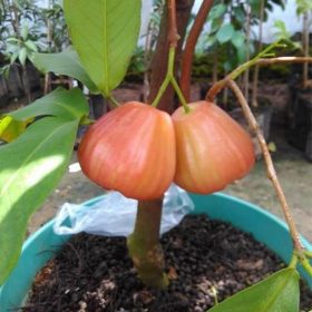 bibit jambu air king rose bibit tanaman bua unggul murah bergaransi Aceh