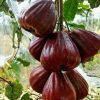 bibit jambu air kingrose Jawa Timur