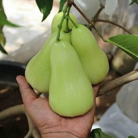 bibit jambu air madudeli Jawa Timur