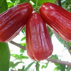 Bibit Jambu Air Pohon Deli Merah Raja Ampat