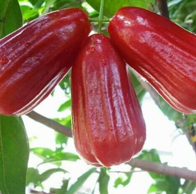 Bibit Jambu Air Pohon Deli Merah Raja Ampat