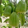 bibit jambu air supergreen Sulawesi Utara