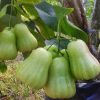 bibit jambu air taiwan super green bonus salam Jambi