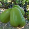 bibit jambu air taiwan super green Sulawesi Selatan