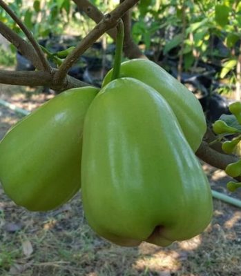 bibit jambu air taiwan super green Sulawesi Selatan