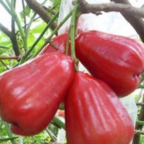Bibit Jambu Air Tanaman Buah Citra 60Cm Paniai