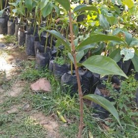 Bibit Jambu Air Tanaman Buah Darsono Okulasi Landak