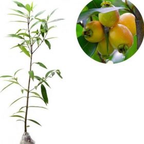 Bibit Jambu Air Tanaman Buah Mawar 60Cm Gianyar