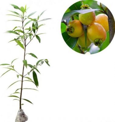 Bibit Jambu Air Tanaman Buah Mawar 60Cm Gianyar