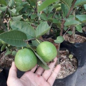 bibit jambu bangkok merah sukun merah Tanjungbalai