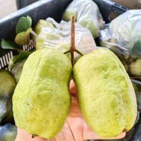 bibit jambu biji farang cepat berbunga Makassar